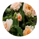 DwarfGiantFarm 500Pcs A Set Buff Beauty Rosa chinensis Flower Seed