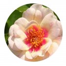 DwarfGiantFarm 500Pcs A Set Bull's Eye Rosa chinensis Flower Seed