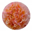 DwarfGiantFarm 500Pcs A Set Campanella Peach Rosa chinensis Flower Seed