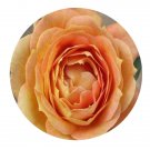 DwarfGiantFarm 500Pcs A Set CaramelAntike Freelander Rosa chinensis Flower Seed