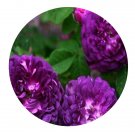 DwarfGiantFarm 500Pcs A Set Cardinal de Richelieu Rosa chinensis Flower Seed