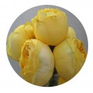 DwarfGiantFarm 500Pcs A Set Catarina Rosa chinensis Flower Seed