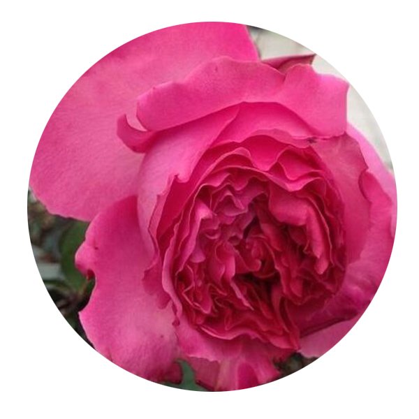 DwarfGiantFarm 500Pcs A Set Cepheus Rosa chinensis Flower Seed