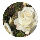 DwarfGiantFarm 500Pcs A Set Champagne Rosa chinensis Flower Seed