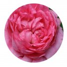 DwarfGiantFarm 500Pcs A Set Chantal Mérieux Rosa chinensis Flower Seed