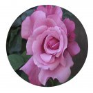 DwarfGiantFarm 500Pcs A Set Charles de Gaulle Rosa chinensis Flower Seed
