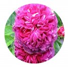 DwarfGiantFarm 500Pcs A Set Charles de Mills Rosa chinensis Flower Seed