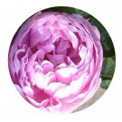 DwarfGiantFarm 500Pcs A Set Charles Rennie Mackintosh Rosa chinensis Flower Seed