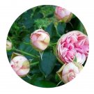 DwarfGiantFarm 500Pcs A Set charming piano Rosa chinensis Flower Seed