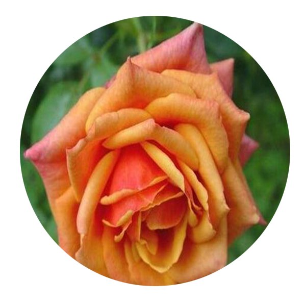 DwarfGiantFarm 500Pcs A Set Cherry Brandy 85 Rosa chinensis Flower Seed