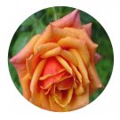 DwarfGiantFarm 500Pcs A Set Cherry Brandy 85 Rosa chinensis Flower Seed