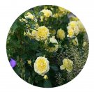 DwarfGiantFarm 500Pcs A Set chinagirl Rosa chinensis Flower Seed