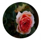 DwarfGiantFarm 500Pcs A Set Chippendale Rosa chinensis Flower Seed