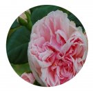 DwarfGiantFarm 500Pcs A Set Cinderella Rosa chinensis Flower Seed