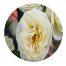 DwarfGiantFarm 500Pcs A Set Clarence House Rosa chinensis Flower Seed