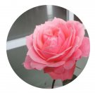 DwarfGiantFarm 500Pcs A Set Como Forever Rosa chinensis Flower Seed