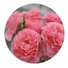 DwarfGiantFarm 500Pcs A Set Corail gelee Rosa chinensis Flower Seed