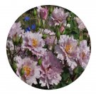 DwarfGiantFarm 500Pcs A Set COUTURE ROSE TILIA Rosa chinensis Flower Seed
