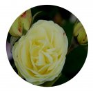 DwarfGiantFarm 500Pcs A Set Creamy Eden Rosa chinensis Flower Seed