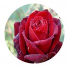 DwarfGiantFarm 500Pcs A Set Crimson Glory Rosa chinensis Flower Seed