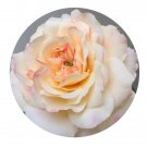 DwarfGiantFarm 500Pcs A Set Crocus Rose Rosa chinensis Flower Seed