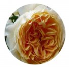 DwarfGiantFarm 500Pcs A Set Crown Princess Margareta Rosa chinensis Flower Seed