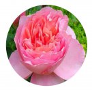 DwarfGiantFarm 500Pcs A Set Dames de Chenonceau Rosa chinensis Flower Seed