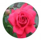 DwarfGiantFarm 500Pcs A Set Danse Du Feu Rosa chinensis Flower Seed