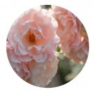DwarfGiantFarm 500Pcs A Set Daphne Rosa chinensis Flower Seed