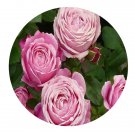 DwarfGiantFarm 500Pcs A Set DELamo Rosa chinensis Flower Seed