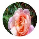 DwarfGiantFarm 500Pcs A Set Distant Drums Rosa chinensis Flower Seed