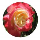 DwarfGiantFarm 500Pcs A Set Double Delight Rosa chinensis Flower Seed