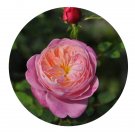 DwarfGiantFarm 500Pcs A Set Dream Light Rosa chinensis Flower Seed