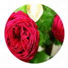 DwarfGiantFarm 500Pcs A Set Eclair Rosa chinensis Flower Seed