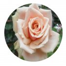 DwarfGiantFarm 500Pcs A Set Eden Romantic Rosa chinensis Flower Seed