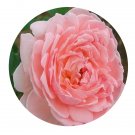 DwarfGiantFarm 500Pcs A Set Eglantyne Rosa chinensis Flower Seed