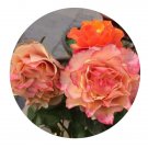DwarfGiantFarm 500Pcs A Set El Paso Rosa chinensis Flower Seed