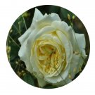 DwarfGiantFarm 500Pcs A Set Elfe Rosa chinensis Flower Seed