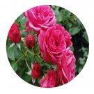 DwarfGiantFarm 500Pcs A Set Elmshorn Rosa chinensis Flower Seed