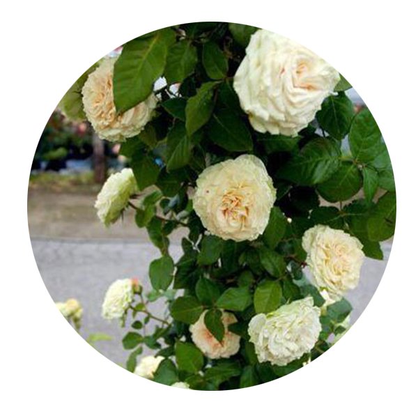 DwarfGiantFarm 500Pcs A Set Emerald Isle Rosa chinensis Flower Seed
