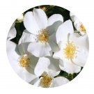 DwarfGiantFarm 500Pcs A Set Escimo Rosa chinensis Flower Seed