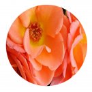 DwarfGiantFarm 500Pcs A Set Evelyn May Rosa chinensis Flower Seed