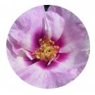 DwarfGiantFarm 500Pcs A Set Eyes for You Rosa chinensis Flower Seed