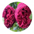 DwarfGiantFarm 500Pcs A Set Falstaff Rosa chinensis Flower Seed