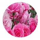 DwarfGiantFarm 500Pcs A Set Fée Clochette Rosa chinensis Flower Seed