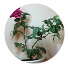 DwarfGiantFarm 500Pcs A Set Femme fatale Rosa chinensis Flower Seed