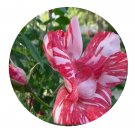 DwarfGiantFarm 500Pcs A Set Festival Fanfare Rosa chinensis Flower Seed