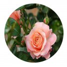 DwarfGiantFarm 500Pcs A Set Fiesta Terrazza Rosa chinensis Flower Seed