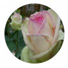 DwarfGiantFarm 500Pcs A Set First Lady Rosa chinensis Flower Seed