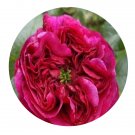 DwarfGiantFarm 500Pcs A Set Fisherman's Friend Rosa chinensis Flower Seed